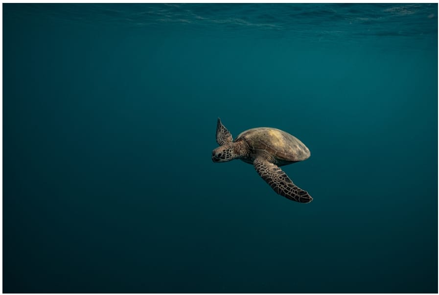 Ocean Peace