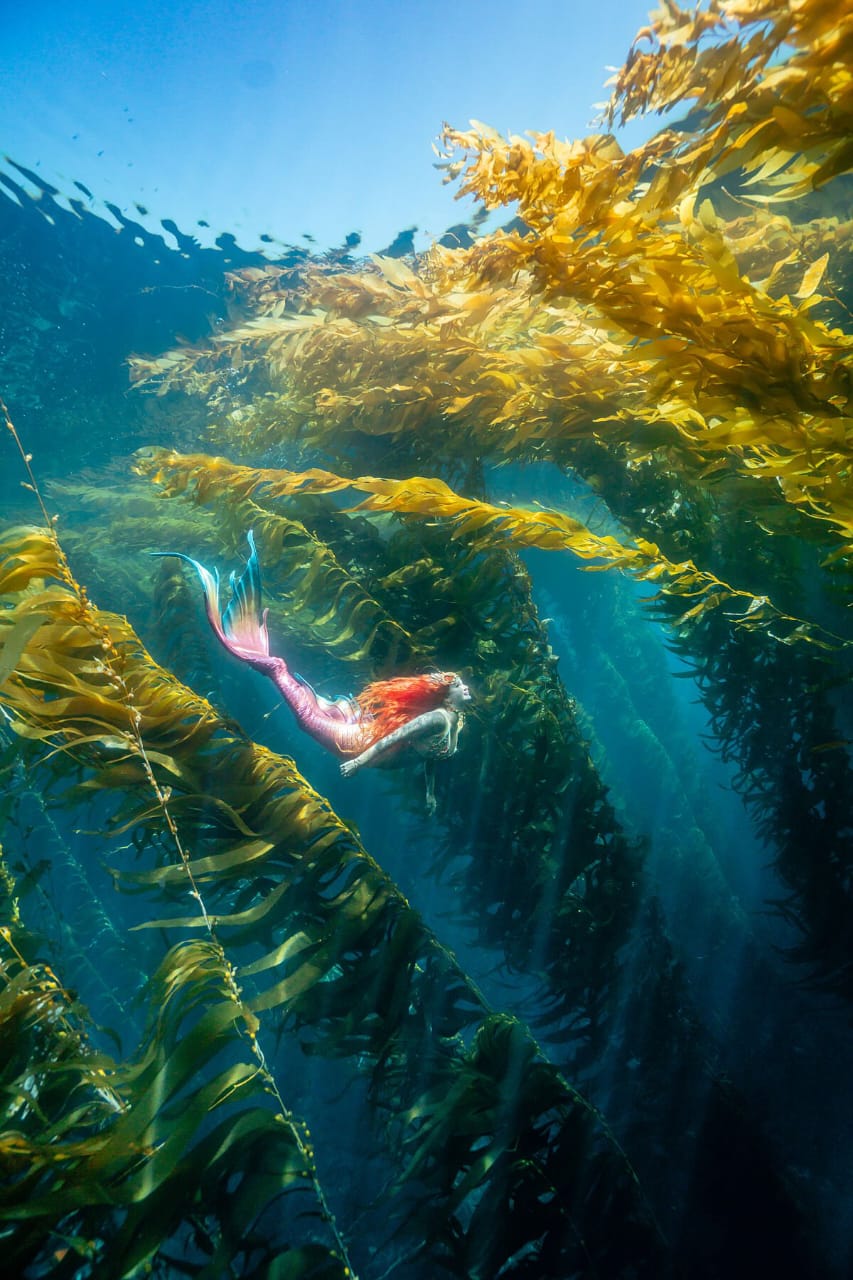 Kelp Cathedral
